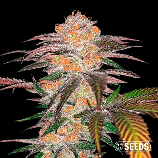 View Auto Zkittlez 100% feminizada