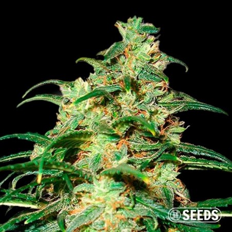 Auto Skunk XXL 100% feminizada