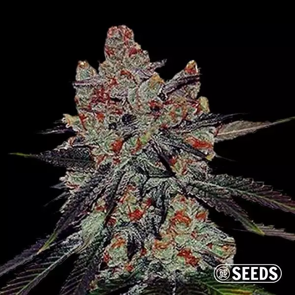 Sicht Auto Sherbert XXL 100% feminizada