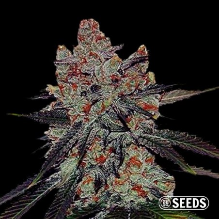 Auto Sherbert XXL 100% feminizada