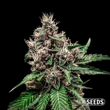 View Auto Bruce Banner 100% feminizada