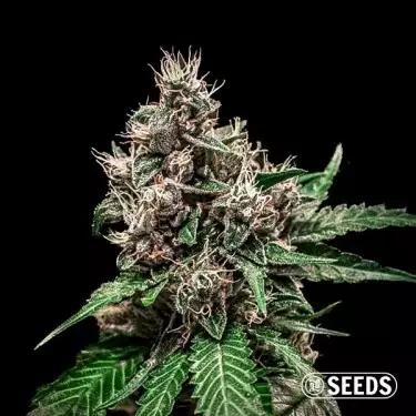 Auto Bruce Banner 100% feminizada