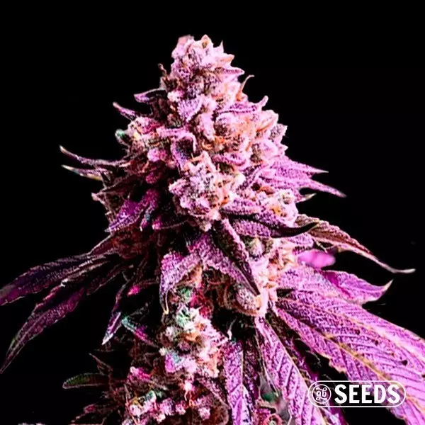 Sicht Auto Purple Sunset XXL 100% feminizada