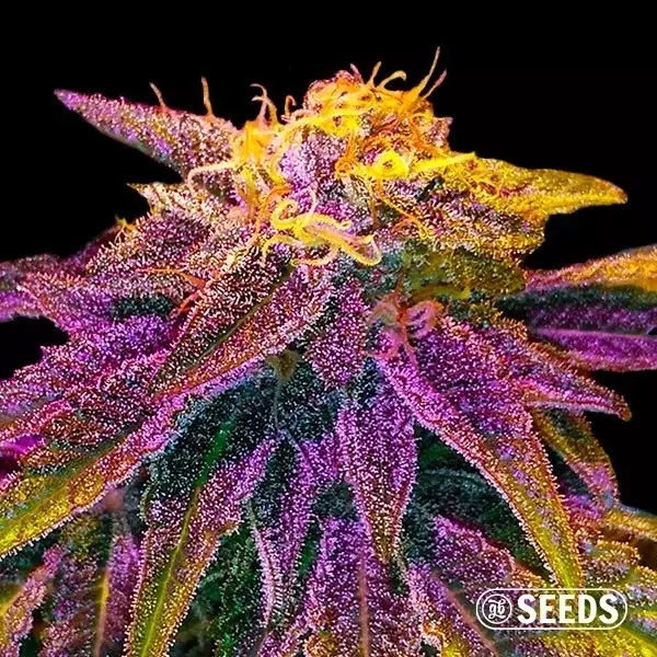 Sicht Auto Original GB XXL