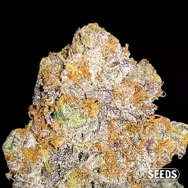 Sicht Auto Mamba 100% feminizada