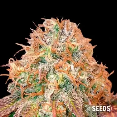 Auto Maxi Gom 100% feminizada