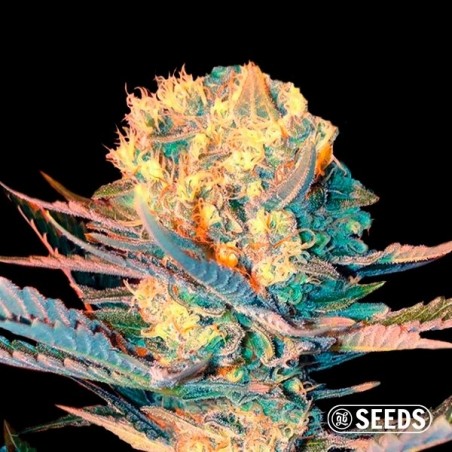 Auto Widow XXL 100% feminizada