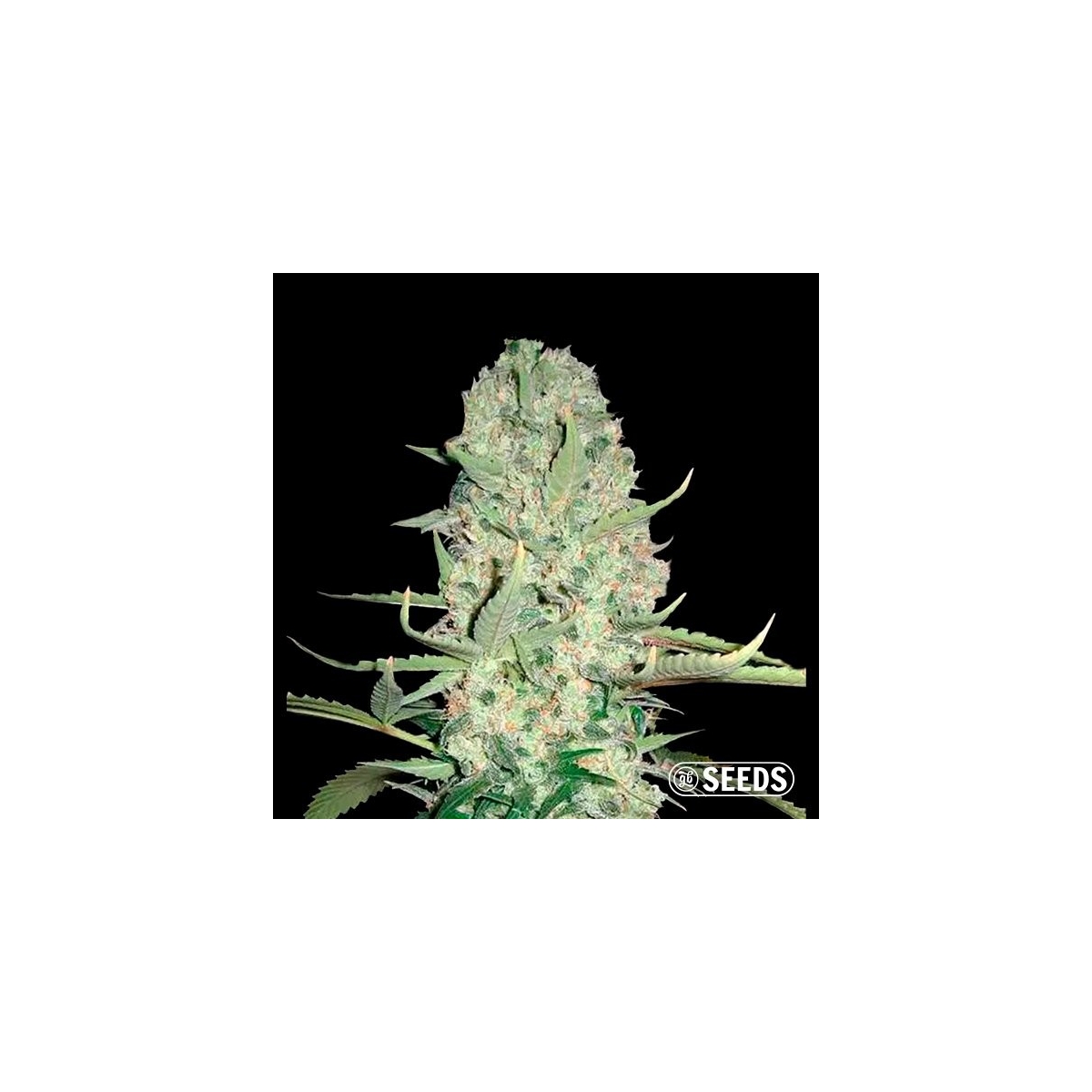 Auto Super Skunk XXL 100% feminisiert in Großpackungen - Grow Billig