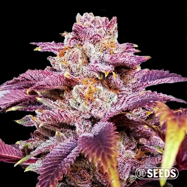 View Auto Somango XXL 100% feminizada