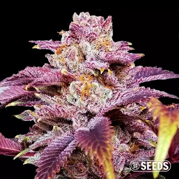 Sicht Auto Somango XXL 100% feminizada