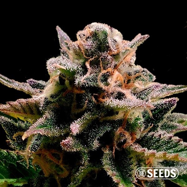 View Auto Jack Herer 100% feminizada