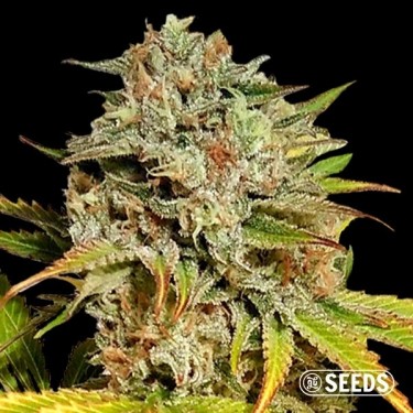 View Auto Critical GB XXL feminizada