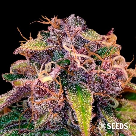 Auto Blueberry 100% feminizada