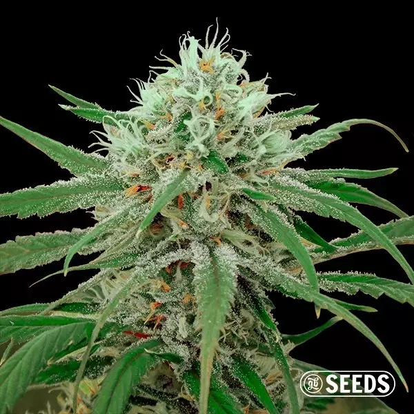 Sicht Critical Fast CBD