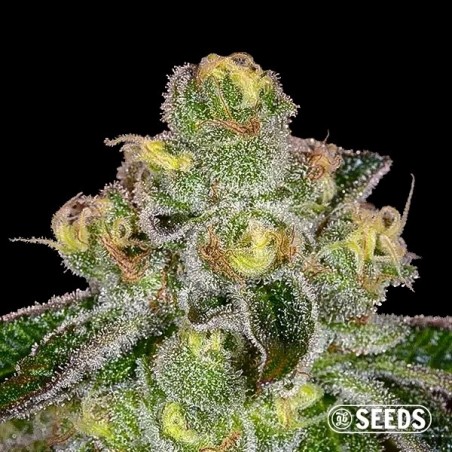 Girl Scout Cookies 100% feminizada