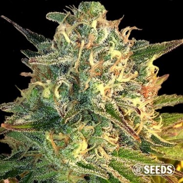 View Auto Moby Dick XXL 100% feminizada