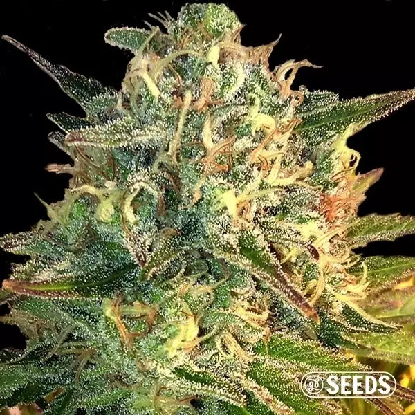 Sicht Auto Moby Dick XXL 100% feminizada