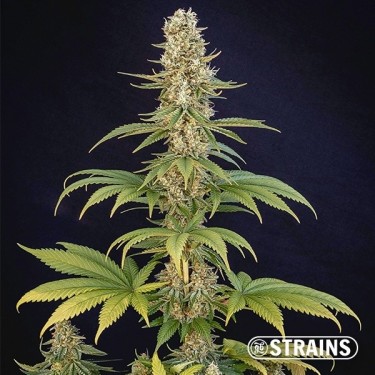 Kaufen Sie Bazookiez Limitierte Auflage GB Strains - GB