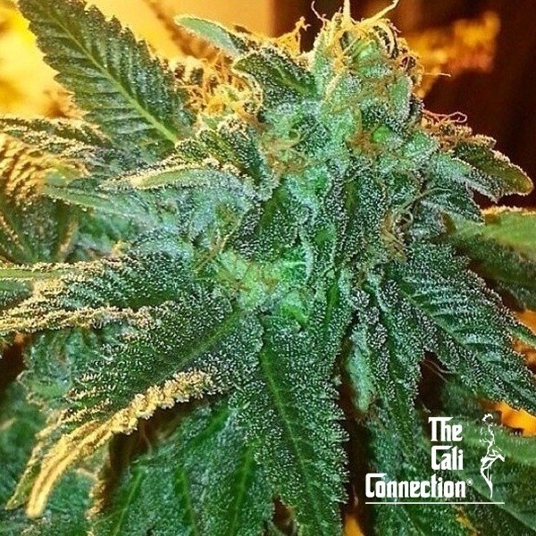 View Alien OG