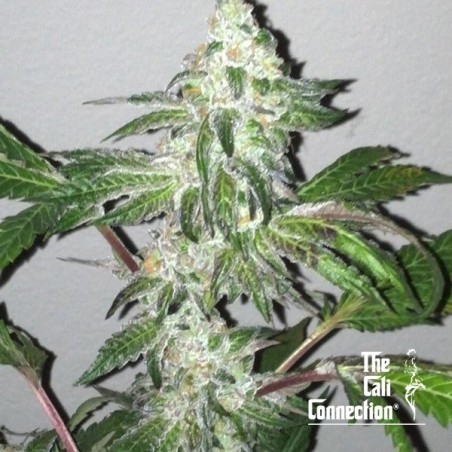 Girl Scout Cookies