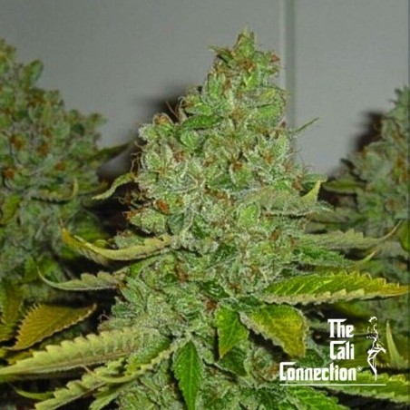 SFV OG Kush