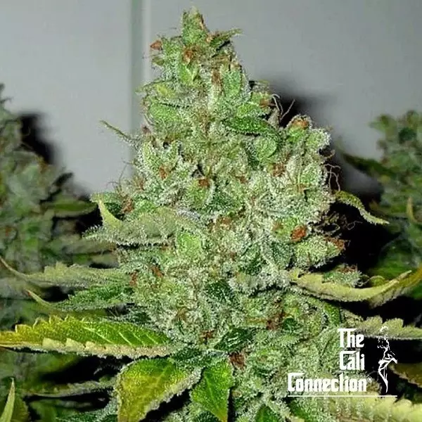 Sicht SFV OG Kush Regular