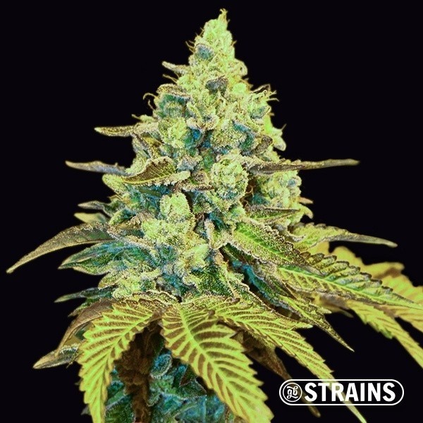 View Miracle Alien Cookies (MAC)