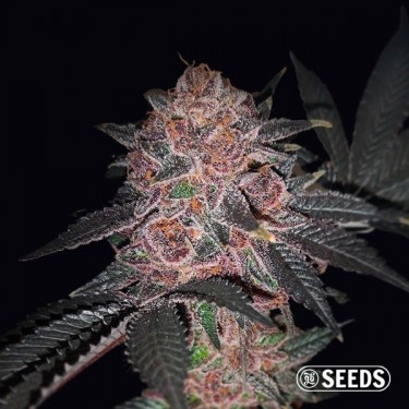 View Auto Purple Wookie CBD