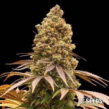 View Auto Critical XXL CBD