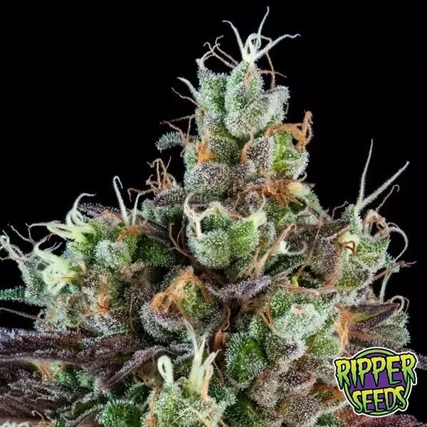 Sicht Sour Ripper Auto