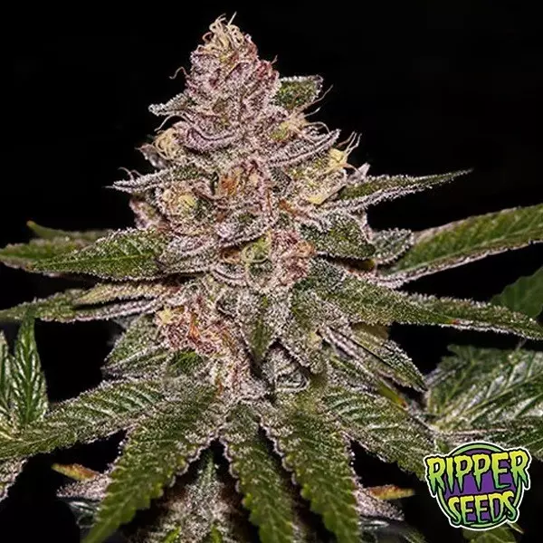 Sicht Radical Juice Auto Ripper Seeds