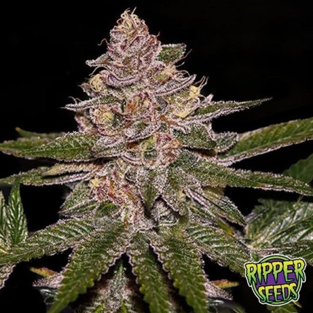 Radical Juice Auto Ripper Seeds