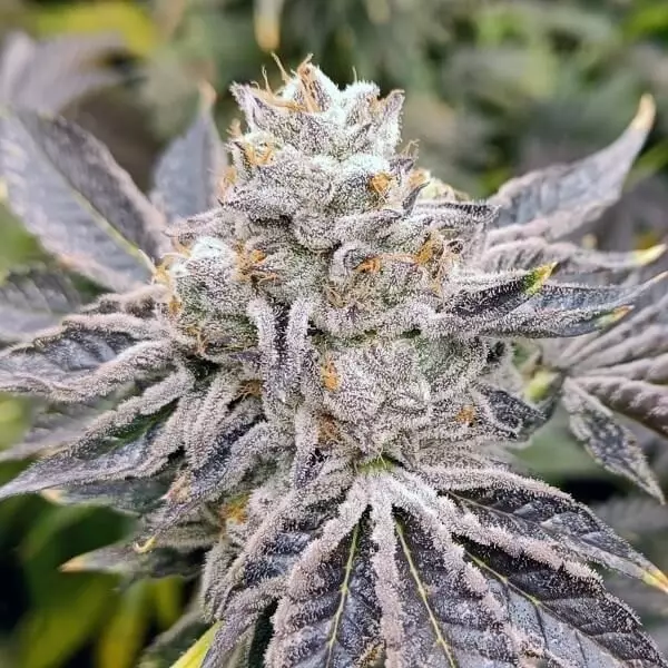 Sicht Euskal Zkittlez