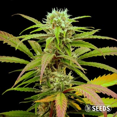 View Critical Fast CBG