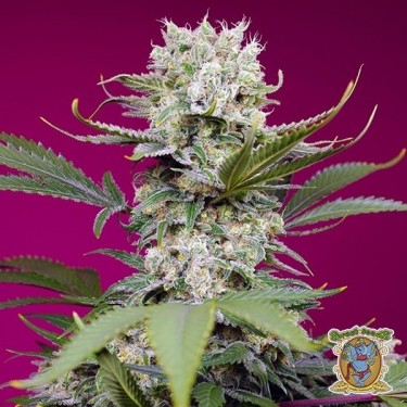 View Sweet Mandarine Zkittlez XL Auto