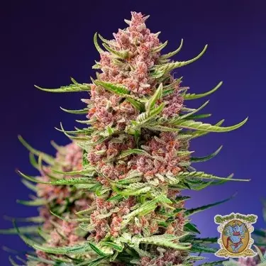 Strawberry Cola Sherbet F1 Fast Version