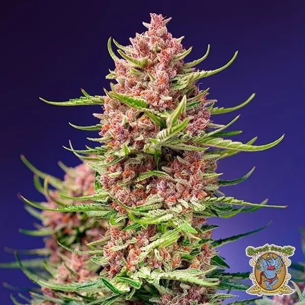 Strawberry Cola Sherbet F1 Fast Version