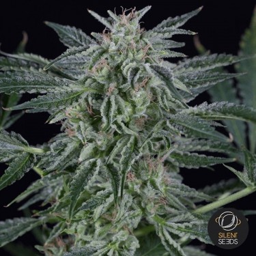 View Critical Jack Autoflowering