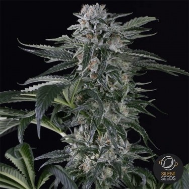 View Moby Dick Auto