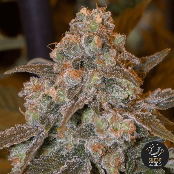 View Gorilla Frost