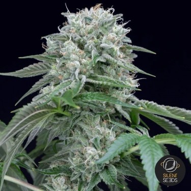 View Starfire OG