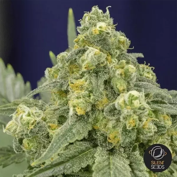 Sicht White Widow Dinafem Silent Seeds