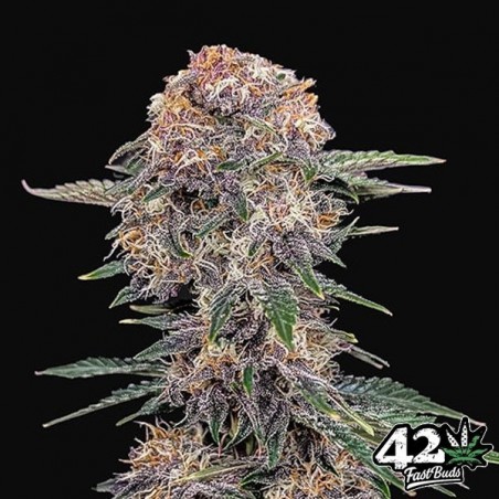 Cherry Cola Auto