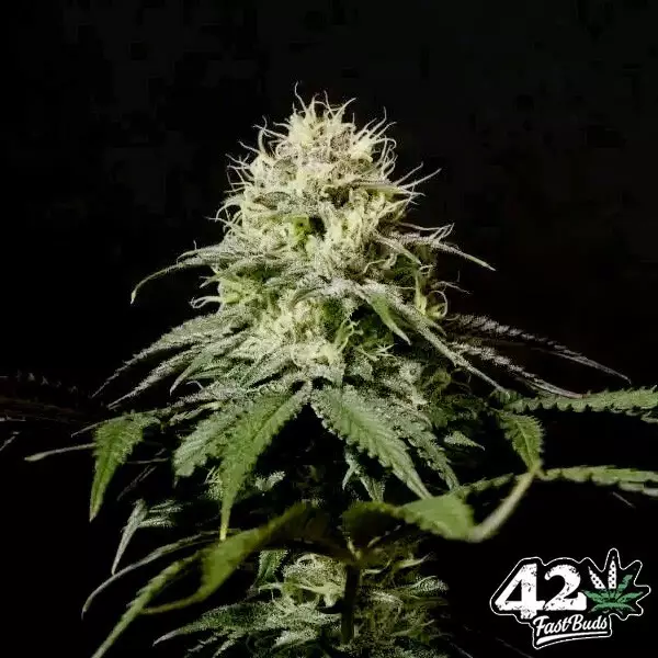 Sicht Tropicana Cookies Fast