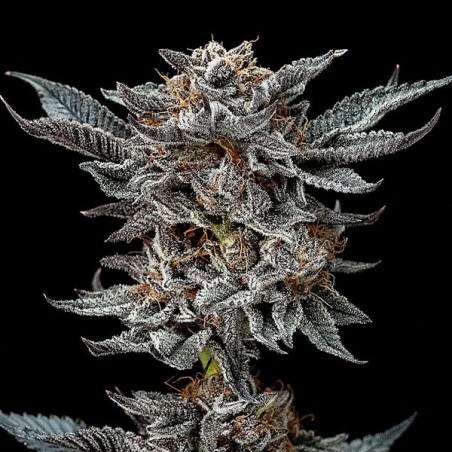 Gorilla Kingdom Glue Auto Samen von BSF Seeds auto - Günstig anbauen