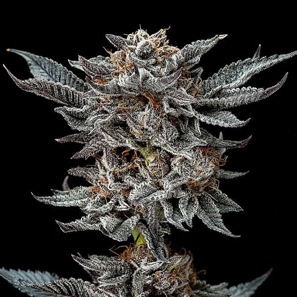 View Gorilla Glue 4