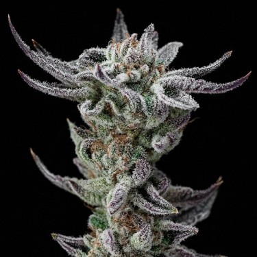 View Gorilla Glue Faster Flowering