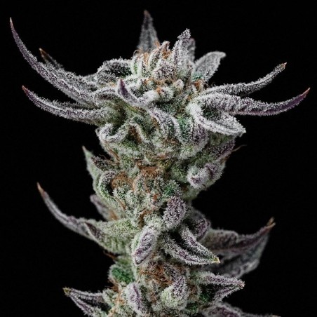 Gorilla Glue Faster Flowering