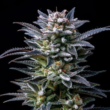Gorilla Ghost