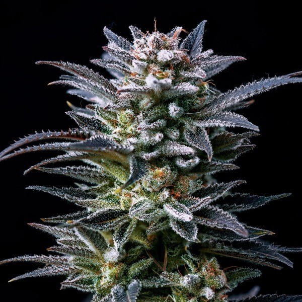 View Gorilla Ghost